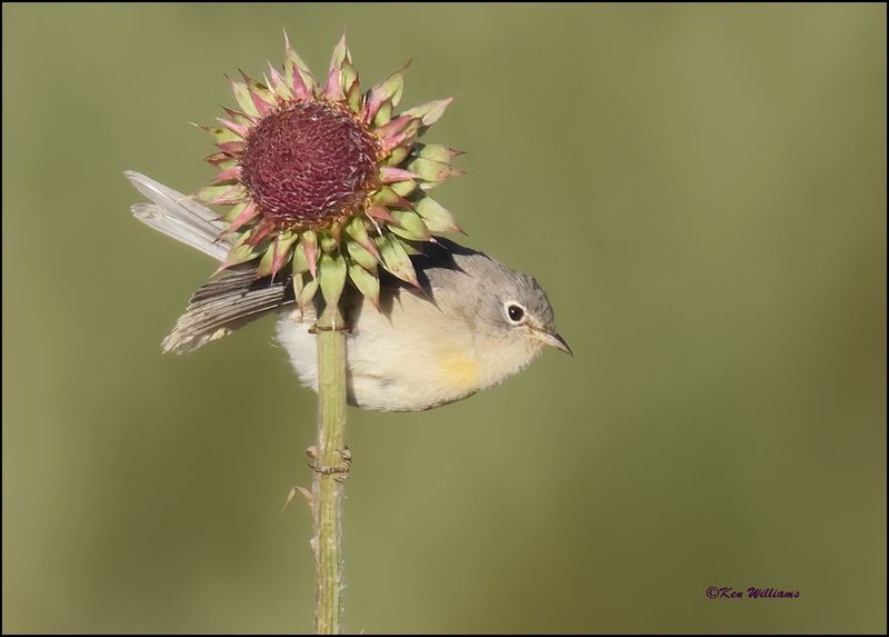 : Virginia's Warbler :