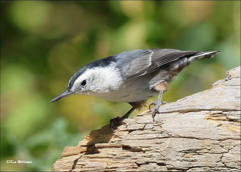 White-breasted Nuthatch, Capulin Spring, Sandia Mts, NM, 9-8-2023_4369Dz.jpg