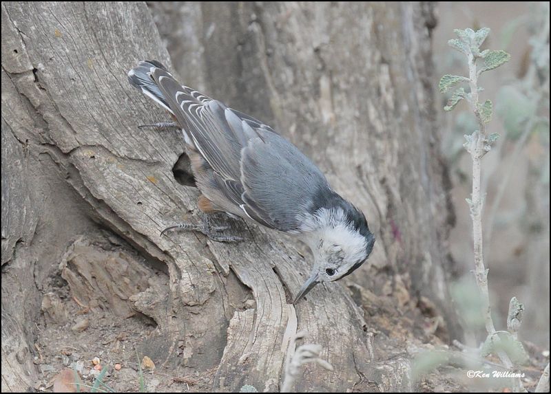 White-breasted Nuthatch, Pardise, AZ, 8-27-2023_8123Dz.jpg