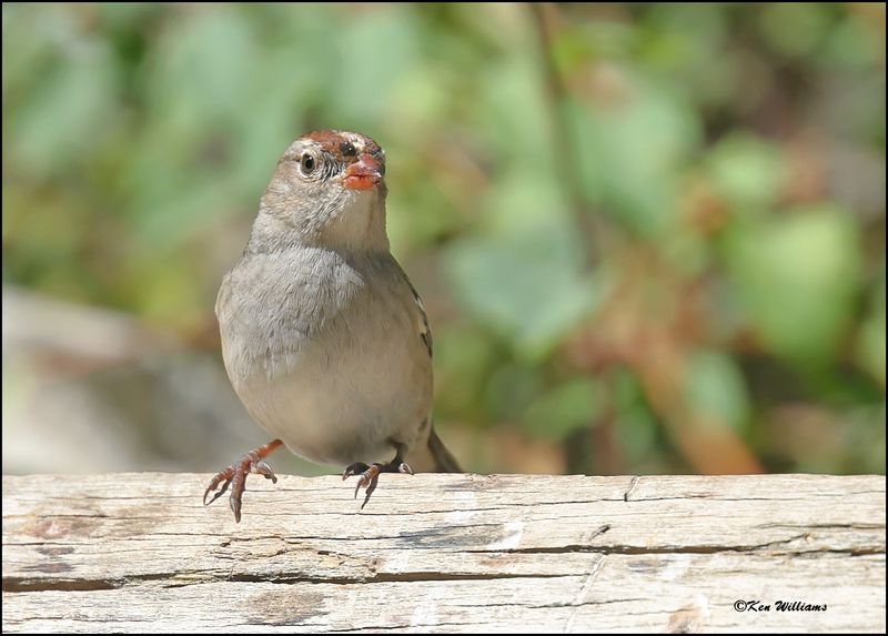 White-crowned Sparrow juvenile, Capulin Spring, Sandia Mts, NM, 9-8-2023_4685Dz.jpg