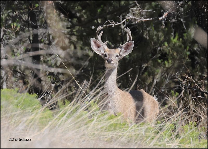 White-tailed Deer buck, Pardise, AZ, 8-31-2023_8149Dz.jpg