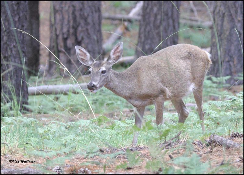 White-tailed Deer doe, Barfoot Park, AZ, 8-28-2023_0108Dz.jpg