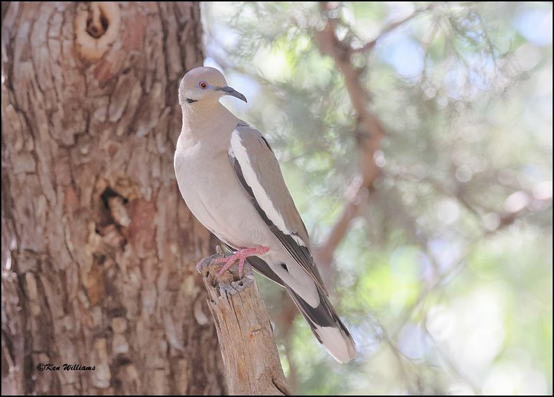 White-winged Dove, Pardise, AZ, 8-317-2023_8081Dz.jpg