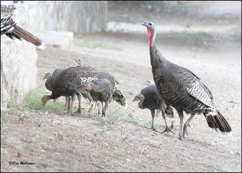 Wild Turkey hen & pults - Goulds subspecies, Pardise, AZ, 8-27-2023_8196Dz.jpg