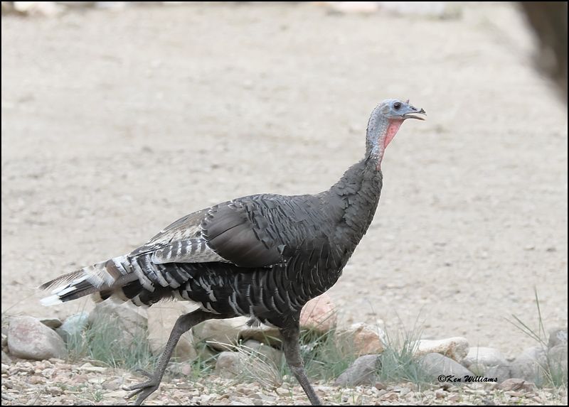 Wild Turkey hen - Goulds subspecies, Pardise, AZ, 8-27-2023_8436Dz.jpg