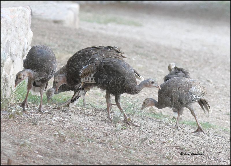 Wild Turkey poult - Goulds subspecies, Pardise, AZ, 8-27-2023_8183Dz.jpg