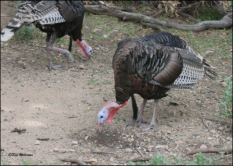 Wild Turkey tom - Goulds subspecies, Madera Canyon, AZ, 9-2-2023_2741Dz.jpg