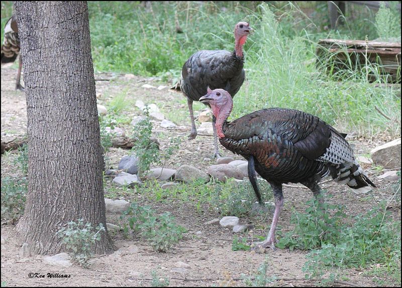 Wild Turkey tom - Goulds subspecies, Madera Canyon, AZ, 9-2-2023_2747Dz.jpg