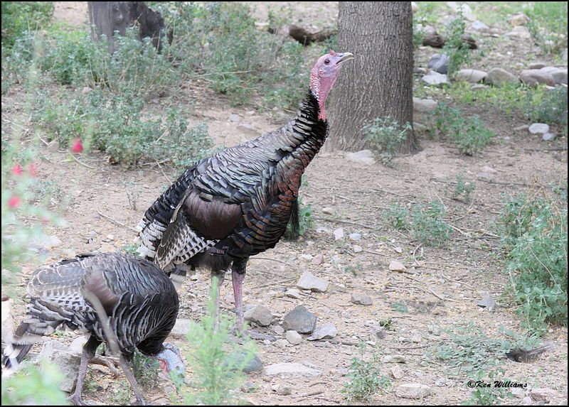 Wild Turkey tom - Goulds subspecies, Madera Canyon, AZ, 9-2-2023_2859Dz.jpg