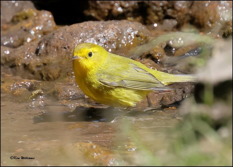 Wilson's Warbler female, Barfoot Park, AZ, 8-30-2023_4816Dz.jpg