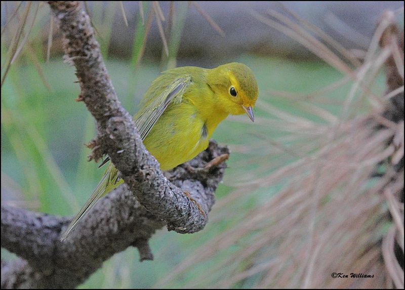 Wilson's Warbler female, Barfoot Park, AZ, 8-30-2023_5756Dz.jpg
