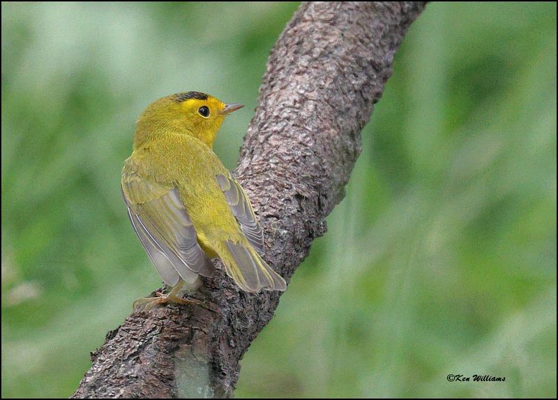 Wilson's Warbler male, Barfoot Park, AZ, 8-30-2023_5903Dz.jpg