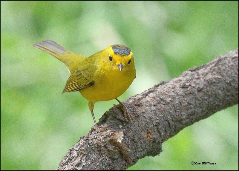 Wilson's Warbler male, Barfoot Park, AZ, 8-30-2023_5989Dz.jpg