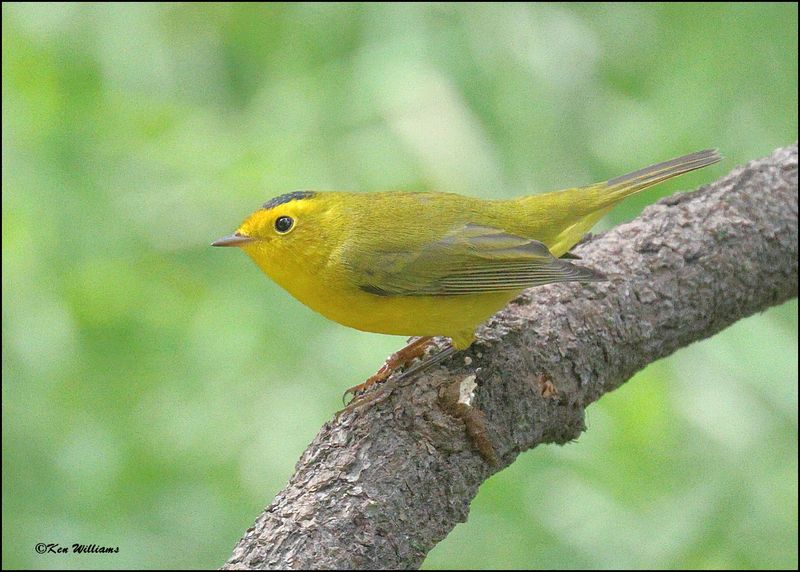 Wilson's Warbler male, Barfoot Park, AZ, 8-30-2023_5996Dz.jpg