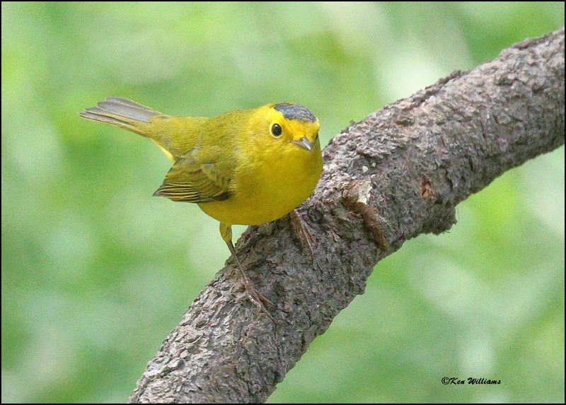 Wilson's Warbler male, Barfoot Park, AZ, 8-30-2023_5997Dz.jpg