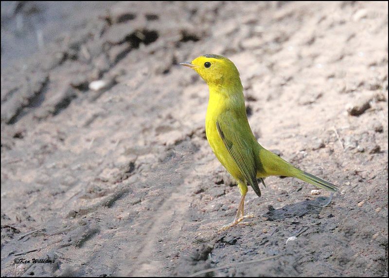 Wilson's Warbler male, Barfoot Park, AZ, 8-30-2023_6328Dz.jpg