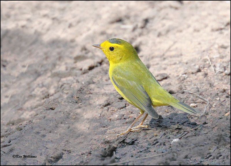 Wilson's Warbler male, Barfoot Park, AZ, 8-30-2023_6330Dz.jpg