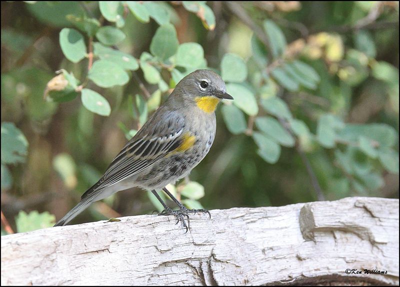 Yellow-rumped Warbler - Audubon, Capulin Spring, Sandia Mts, NM, 9-8-2023_3905Dz.jpg