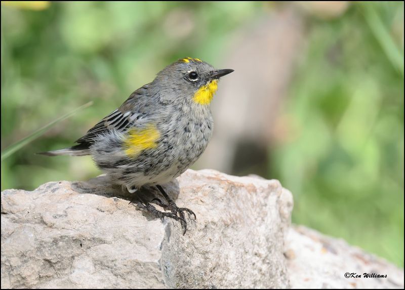Yellow-rumped Warbler - Audubon, Sandia Peak, NM, 8-25-2023_3652Dz.jpg