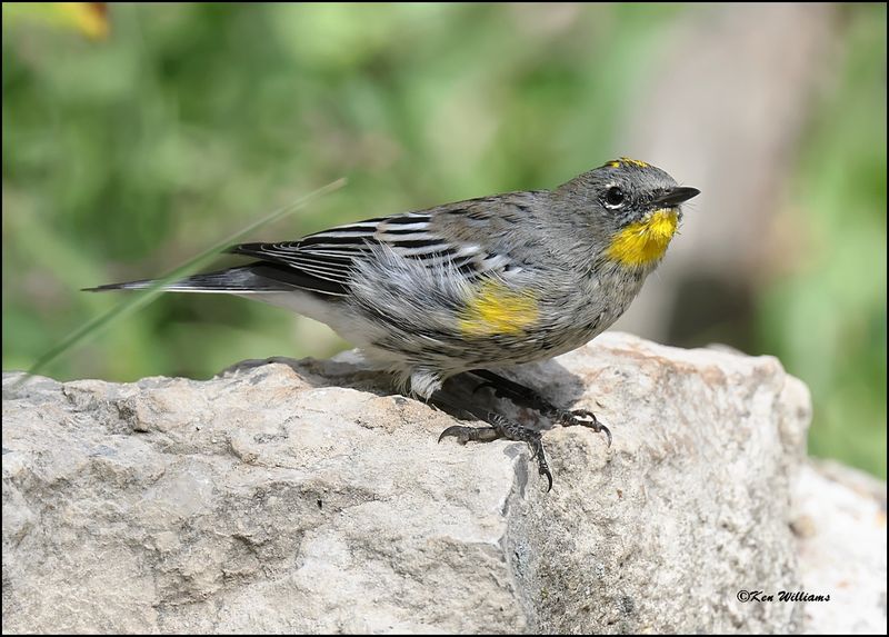 Yellow-rumped Warbler - Audubon, Sandia Peak, NM, 8-25-2023_3660Dz.jpg