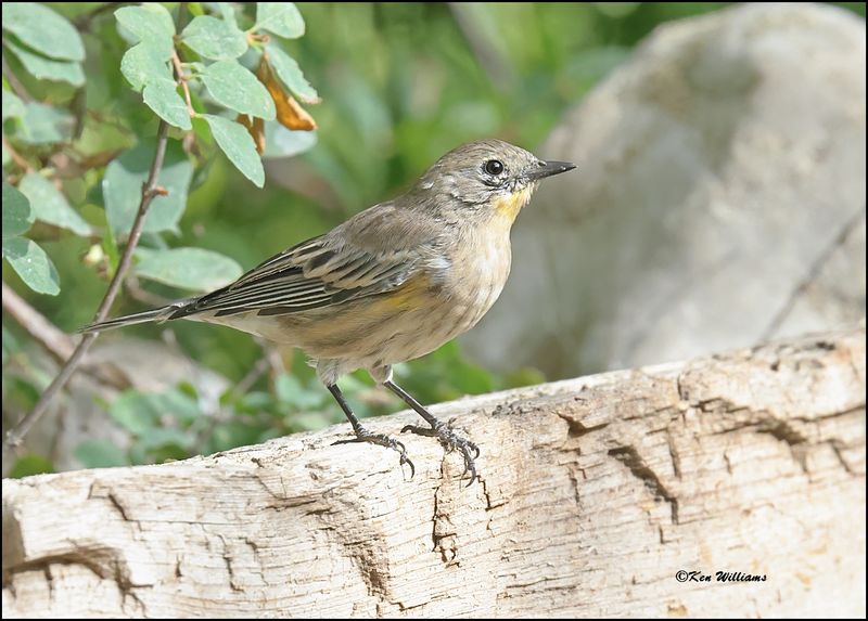 Yellow-rumped Warbler - Audubon, Sandia Peak, NM, 8-25-2023_3791Dz.jpg