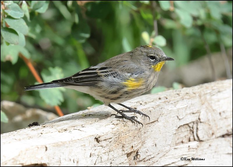 Yellow-rumped Warbler - Audubon, Sandia Peak, NM, 8-25-2023_3863Dz.jpg