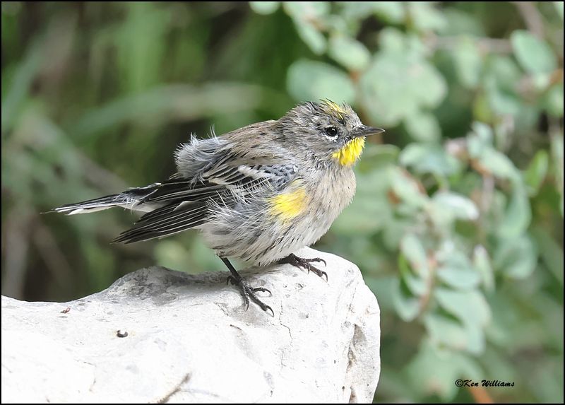 Yellow-rumped Warbler - Audubon, Sandia Peak, NM, 8-25-2023_3908Dz.jpg