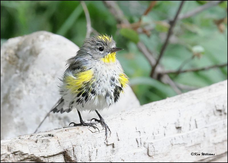 Yellow-rumped Warbler - Audubon, Sandia Peak, NM, 8-25-2023_4191Dz.jpg