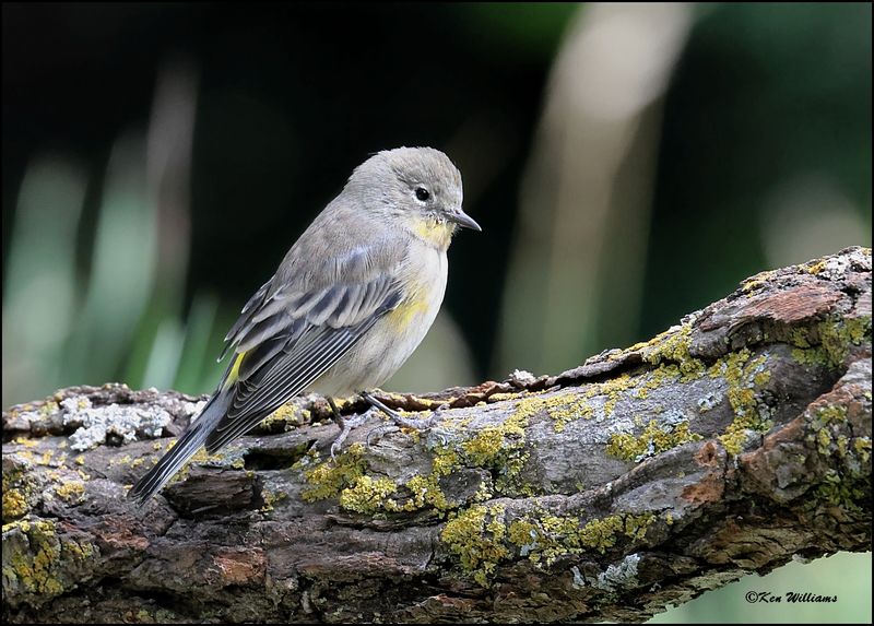 Yellow-rumped Warbler - Audubon, Sandia Peak, NM, 8-25-2023_4570Dz.jpg