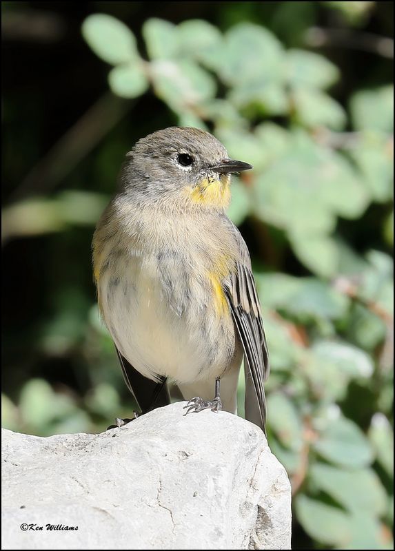 Yellow-rumped Warbler - Audubon, Sandia Peak, NM, 8-25-2023_4581Dz.jpg