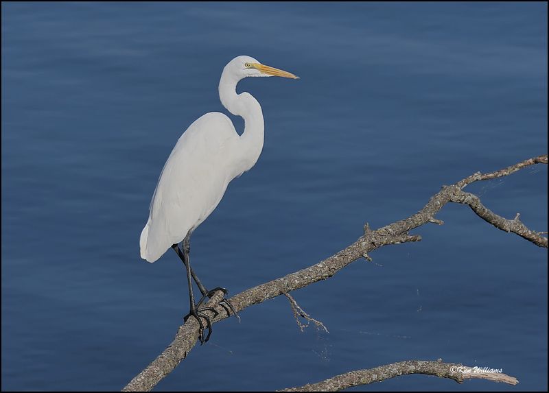 Great Egret, Fort Gibson Lake, 9-13-2023_4968Dze.jpg