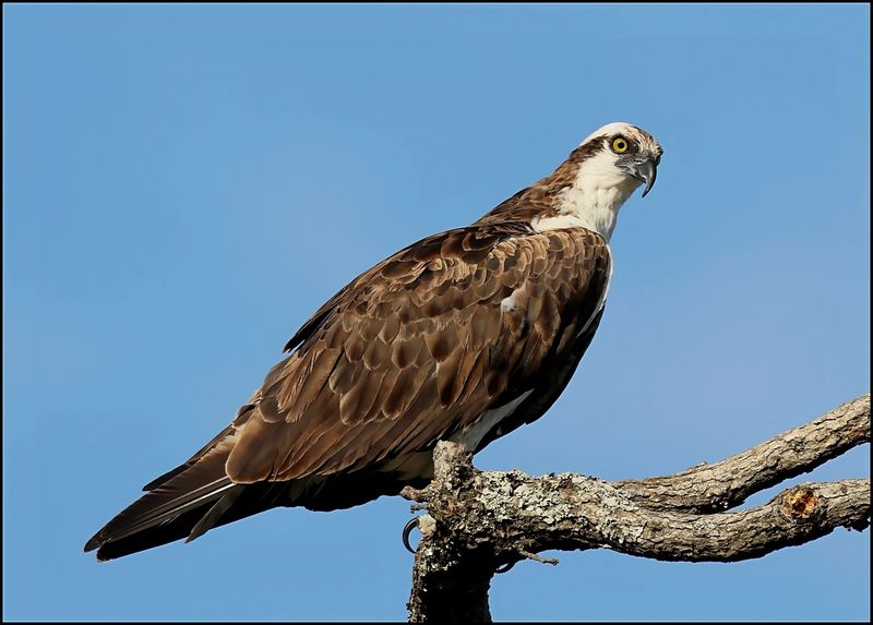 Osprey, Fort Gibson Lake, 9-13-2023_4878Dz.jpg