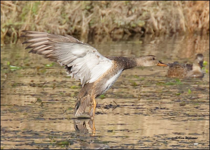 Gadwall female, Tulsa Co, OK, 11-12-2023_IMG_5144Dz.jpeg