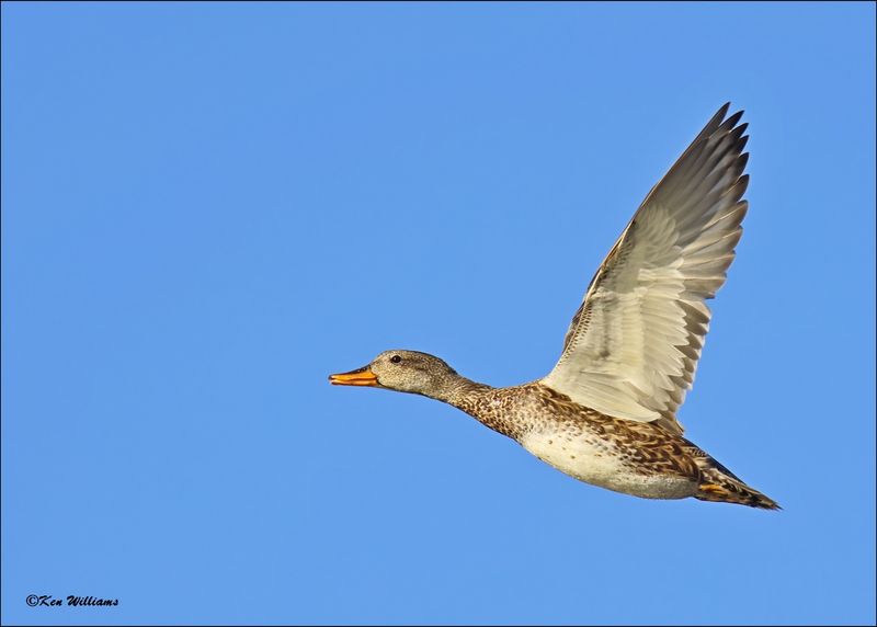 Gadwall female, Tulsa Co, OK, 11-12-2023_IMG_5261Dz.jpg