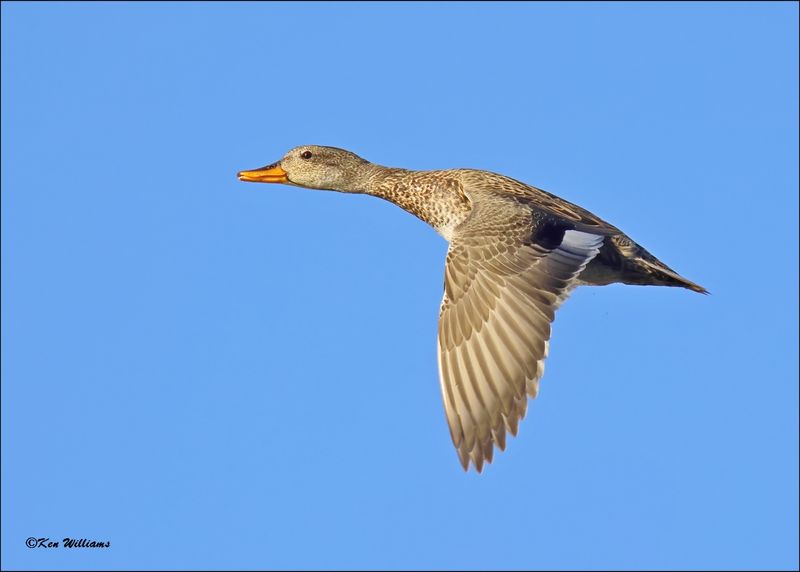 Gadwall female, Tulsa Co, OK, 11-12-2023_IMG_5263Dz.jpg