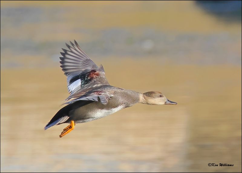 Gadwall male, Tulsa Co, OK, 11-12-2023_IMG_5355Dz.jpg