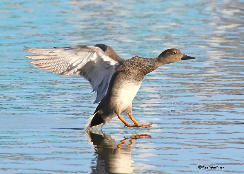 Gadwall male, Tulsa Co, OK, 11-12-2023_IMG_5414Dz.jpg
