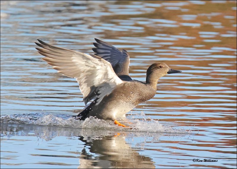Gadwall male, Tulsa Co, OK, 11-12-2023_IMG_5419Dz.jpg