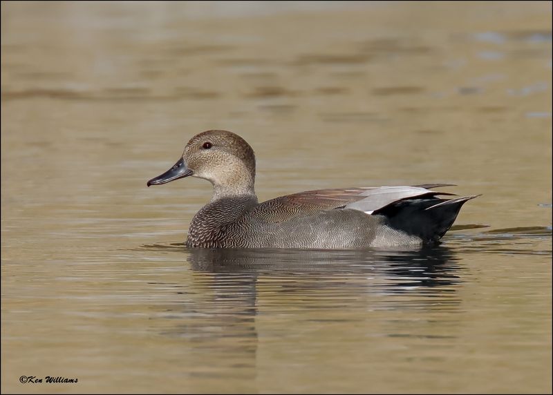 Gadwall male, Tulsa Co, OK, 11-12-2023_IMG_5596Dz.jpg