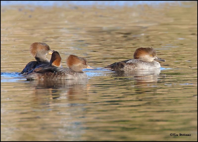 Hooded Merganser females & non breeding male on right, Tulsa Co, OK, 11-12-2023_IMG_5486Dz.jpg