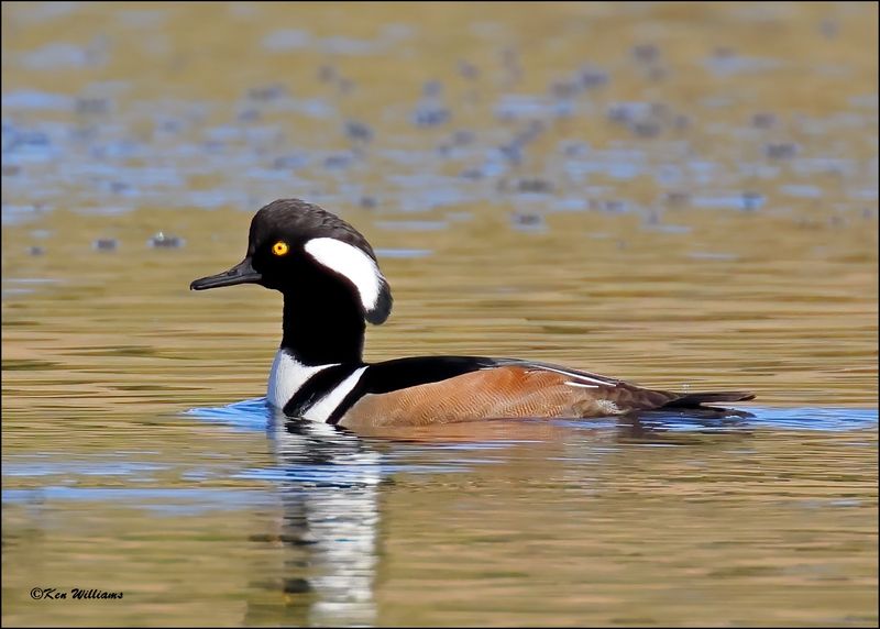 Hooded Merganser male, Tulsa Co, OK, 11-12-2023_IMG_5525Dz.jpg