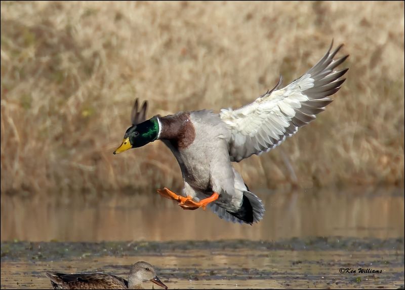 Mallard male, Tulsa Co, OK, 11-12-2023_IMG_5567Dz.jpg