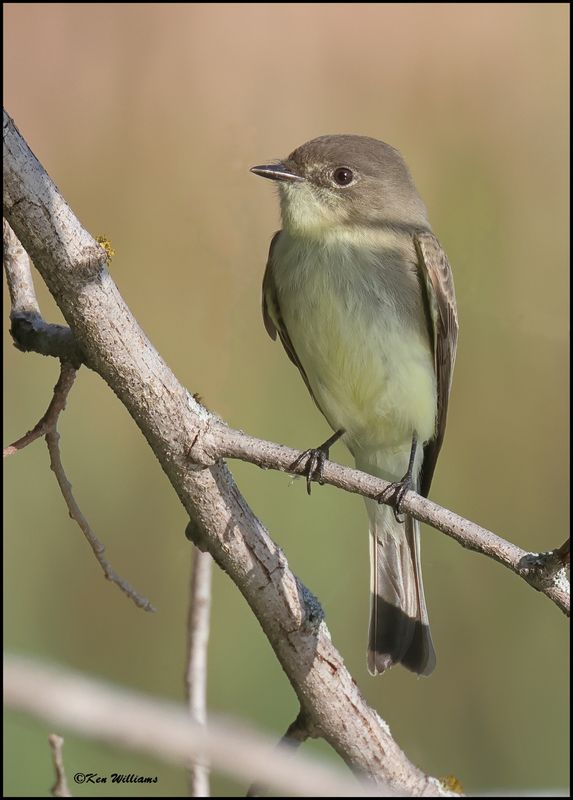 Eastern Phoebe, Tulsa Co, OK, 9-25-2023_4985z.jpg