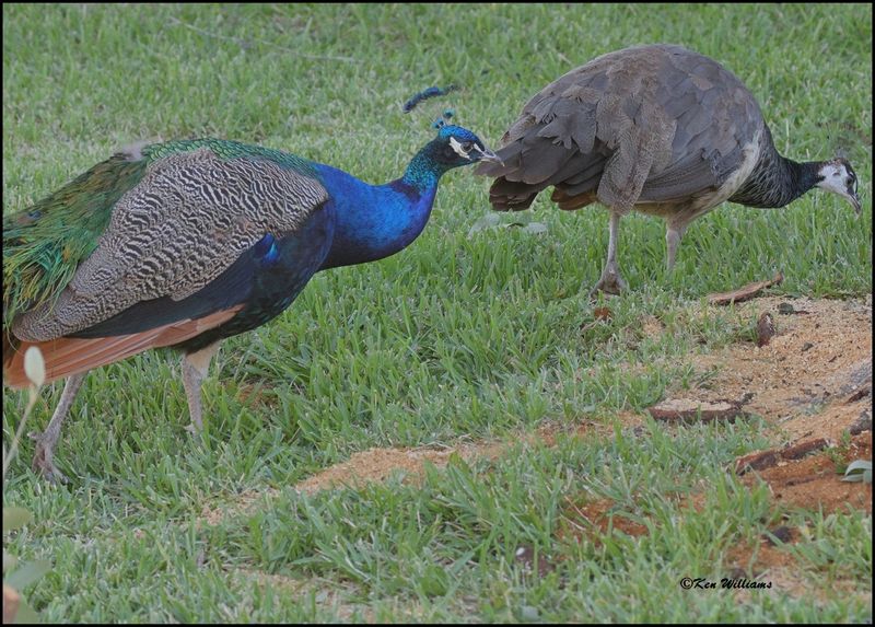 Peacock pair, Arlington, TX 10-9-2023_5104z.jpg