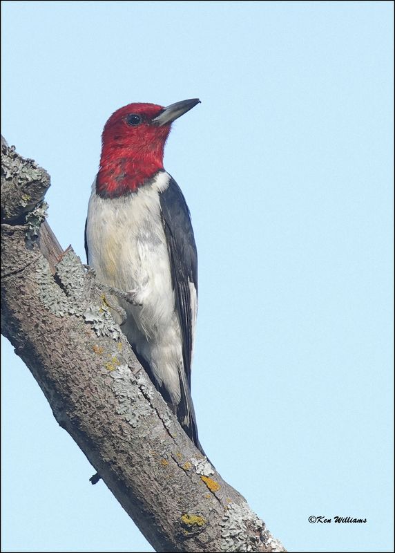 Red-headed Woodpecker adult, Tulsa Co, OK, 9-25-2023_4987z.jpg