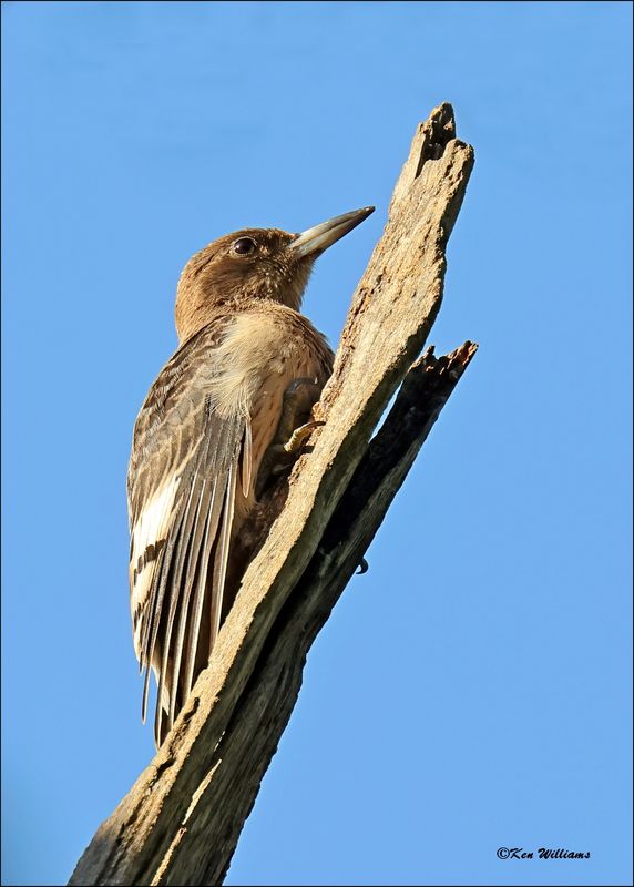 Red-headed Woodpecker sub adult, Tulsa Co, OK, 9-25-2023_5007z.jpg