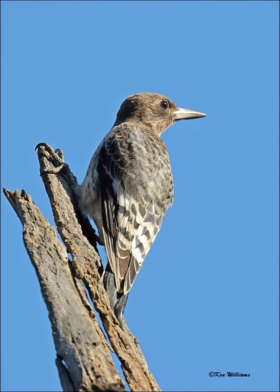Red-headed Woodpecker sub adult, Tulsa Co, OK, 9-25-2023_5075z.jpg