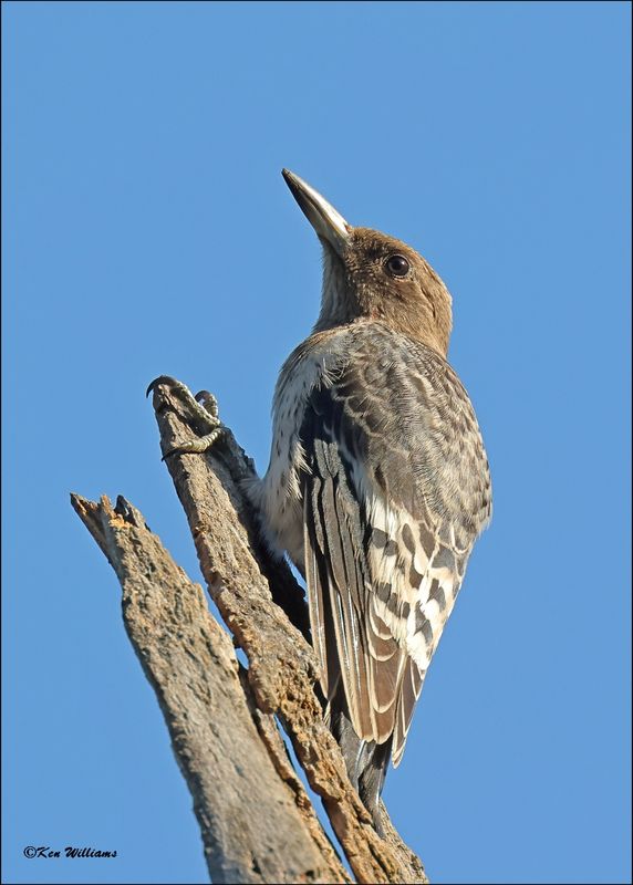 Red-headed Woodpecker sub adult, Tulsa Co, OK, 9-25-2023_5076z.jpg