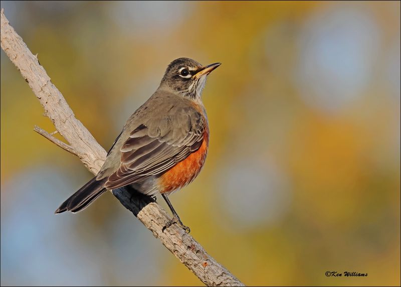 American Robin, Rogers Co yard, OK, 11-28-2023_5966Dz.jpg