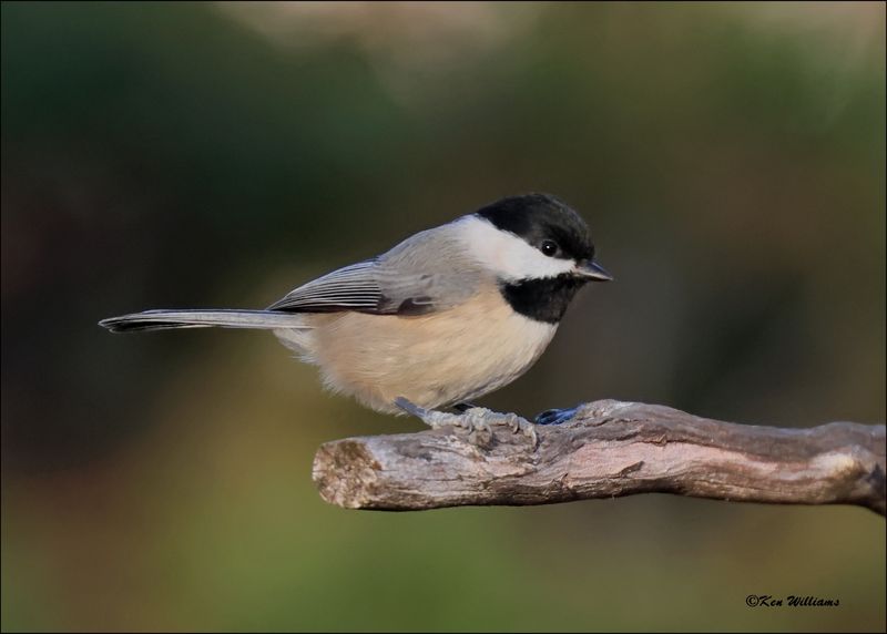 Carolina Chickadee, Rogers Co yard, OK, 11-28-2023_5980z.jpg